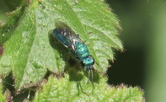 Chrysidini