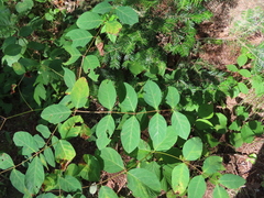 Apocynum androsaemifolium
