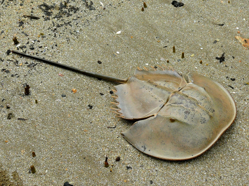 Indo-Pacific Horseshoe Crabs