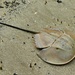 Indo-Pacific Horseshoe Crabs - Photo (c) Bernard DUPONT, some rights reserved (CC BY-SA)