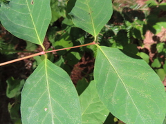 Apocynum androsaemifolium