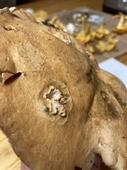 Albatrellus
