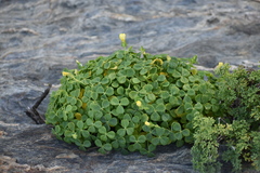 Oxalis megalorrhiza