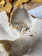 Albatrellus