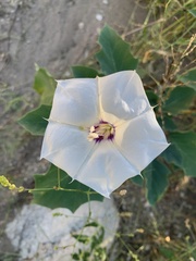 Datura discolor