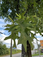 Quercus palustris