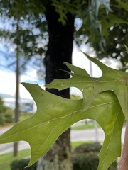 Quercus palustris