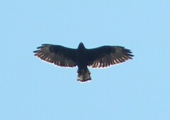 Buteo brachyurus