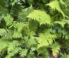 Amauropelta noveboracensis