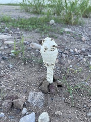 Podaxis pistillaris