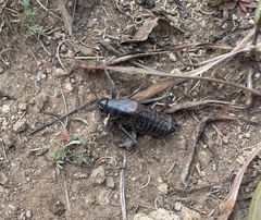 Anabrus simplex