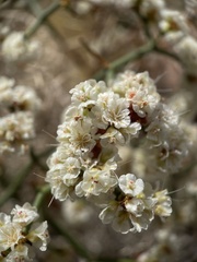 Eriogonum heermannii