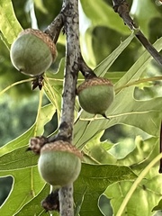 Quercus palustris
