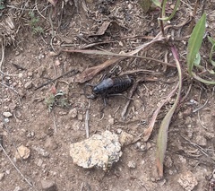 Anabrus simplex