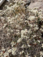 Eriogonum heermannii