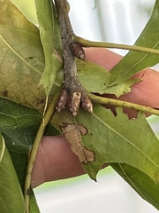 Quercus palustris