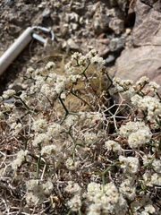 Eriogonum heermannii
