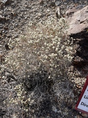Eriogonum heermannii