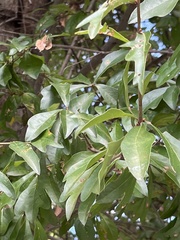 Quercus nigra