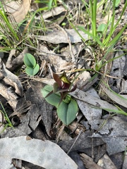 Chiloglottis valida