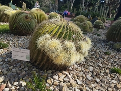 Kroenleinia grusonii