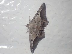 Chiasmia gratularia