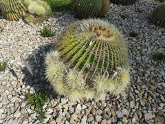 Kroenleinia grusonii