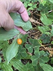 Prosartes hookeri