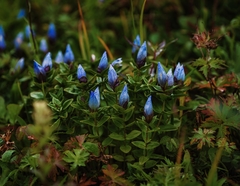 Gentiana platypetala
