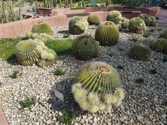 Kroenleinia grusonii