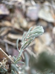 Neokochia americana