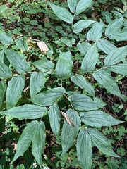 Prosartes hookeri