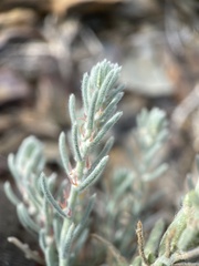 Neokochia americana