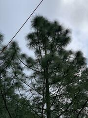 Pinus