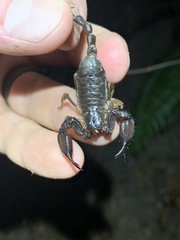 Uroctonus mordax