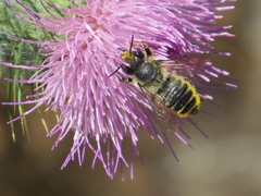 Megachile perihirta