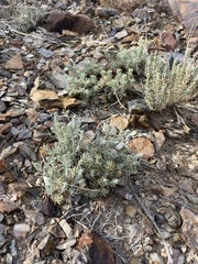 Neokochia americana