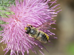 Megachile perihirta