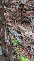 Pantherophis spiloides