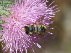 Megachile perihirta