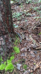 Pantherophis spiloides