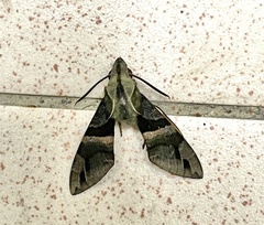 Macroglossum divergens