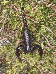 Uroctonus mordax