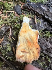 Laetiporus conifericola