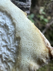 Laetiporus conifericola