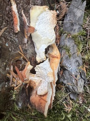 Laetiporus conifericola