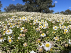 Brachyscome ciliaris