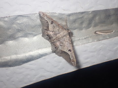 Chiasmia gratularia