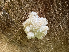 Hericium abietis
