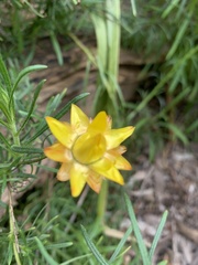 Xerochrysum viscosum